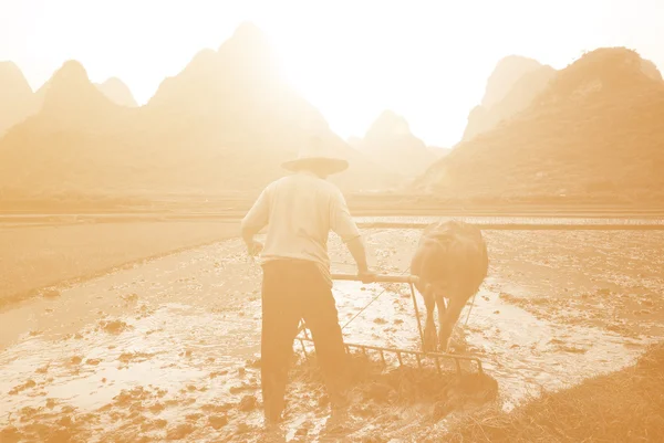 Pregătirea tradițională a orezului în China — Fotografie, imagine de stoc