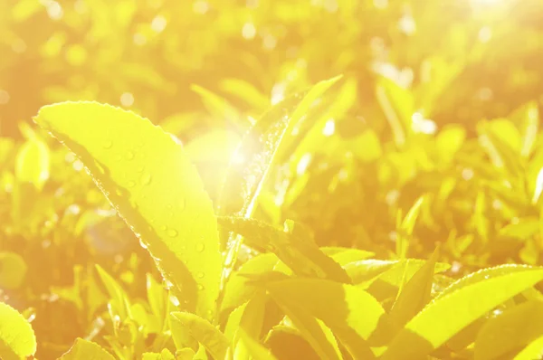 Frische Teeblätter auf der Plantage — Stockfoto