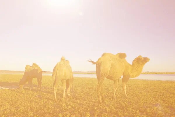 Три верблюда едят траву — стоковое фото