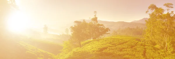 Nascer do sol sobre plantação de chá — Fotografia de Stock