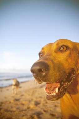 kahverengi köpek yüzü 