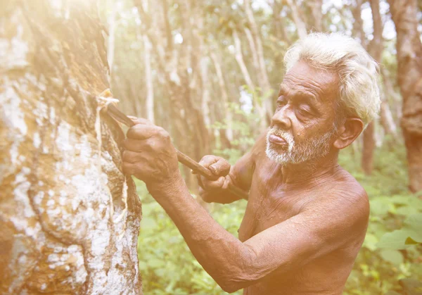 Homem tocando árvore de borracha — Fotografia de Stock