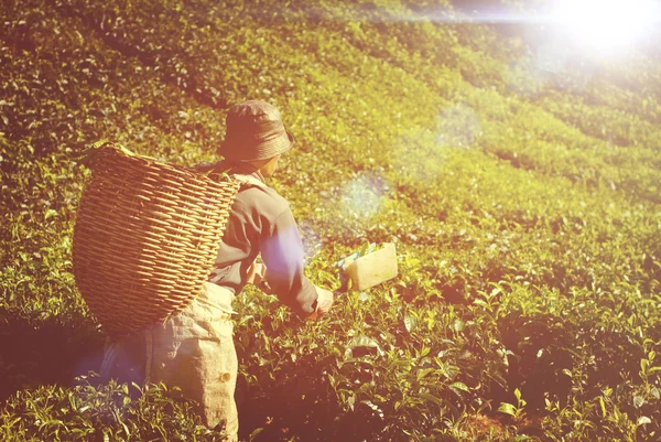 Dátumválasztó betakarítás tea levelek — Stock Fotó