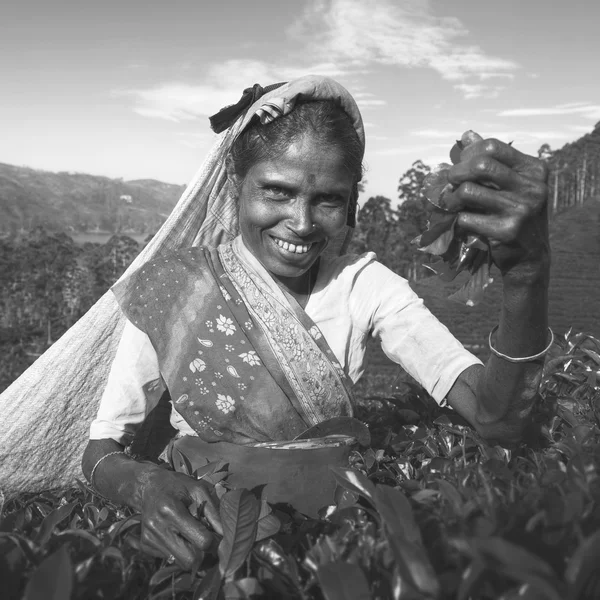 Vrouwen thee plukkers in sri lanka — Stockfoto