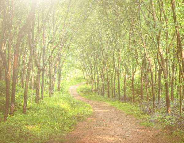 Enchanting Forest Lane — Stock Photo, Image