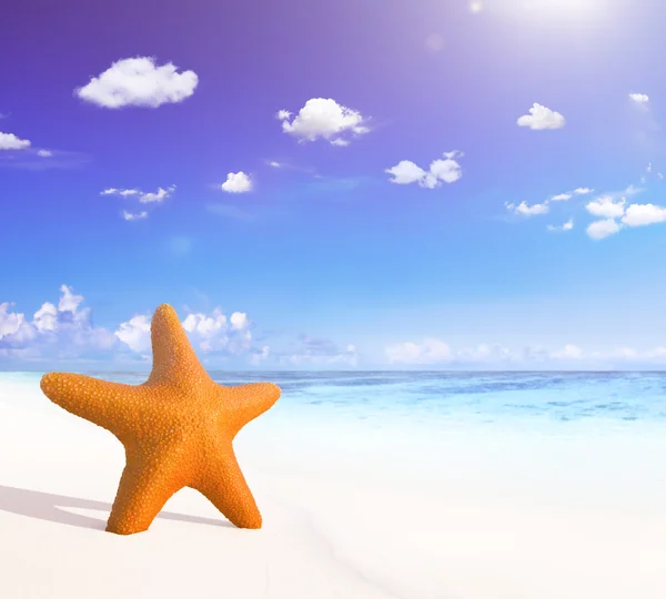 Starfish in sand on the beach — Stock Photo, Image