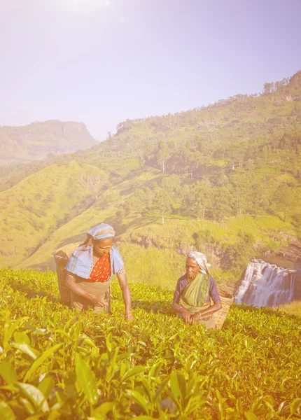 Two Tea Pickers Picking Leaves — Stock Photo, Image