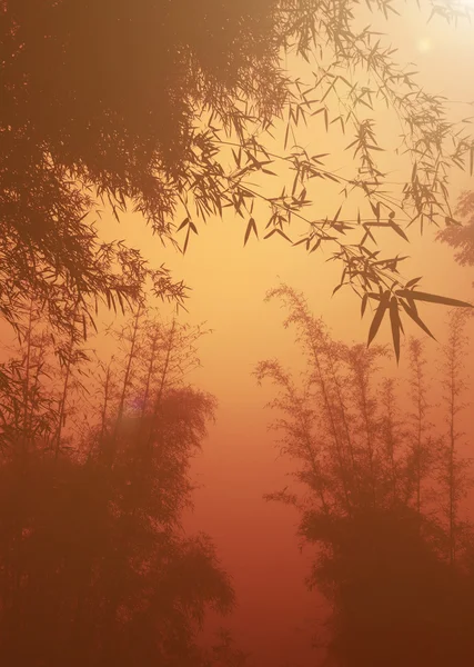 Бамбуковий ліс у Китаї. — стокове фото