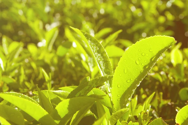 Свіже листя чаю на плантації — стокове фото