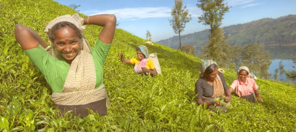 Gruppe glücklicher Teepflücker — Stockfoto