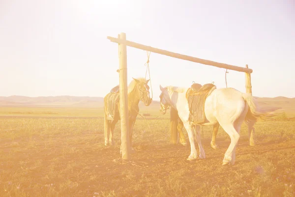 Schöner Sonnenuntergang und Pferde — Stockfoto