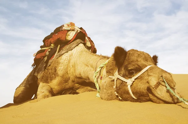 Camelo no deserto de Thar — Fotografia de Stock