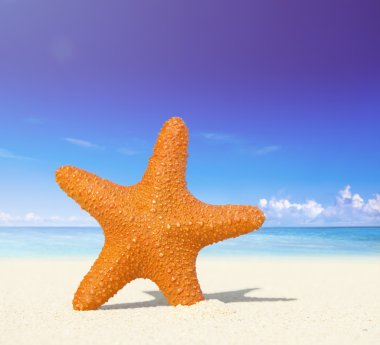 Deniz yıldızı bir tropikal plaj kavramı