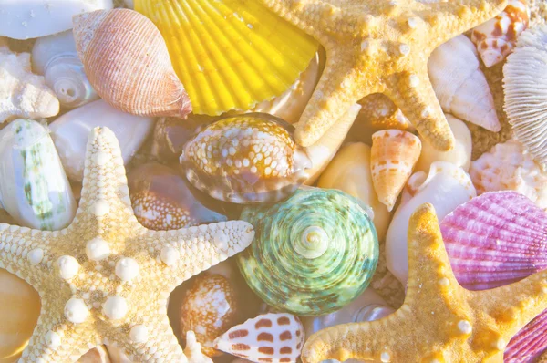 海の貝やヒトデ — ストック写真