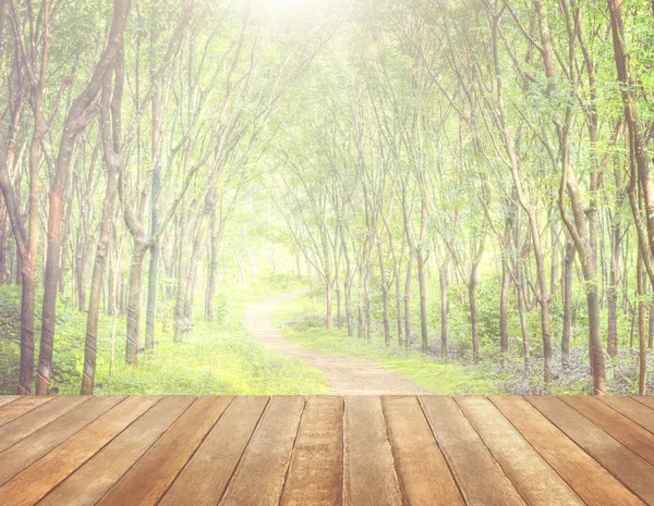 Enchanting Forest Lane — Stock Photo, Image