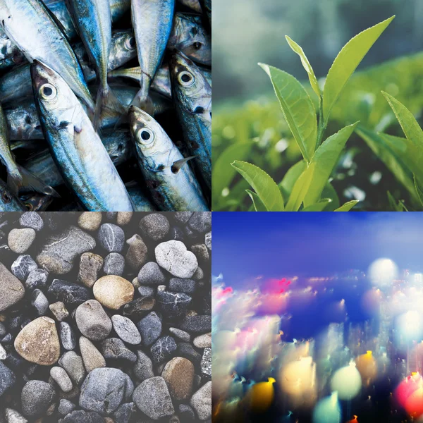 Collage of pictures Nature — Stock Photo, Image