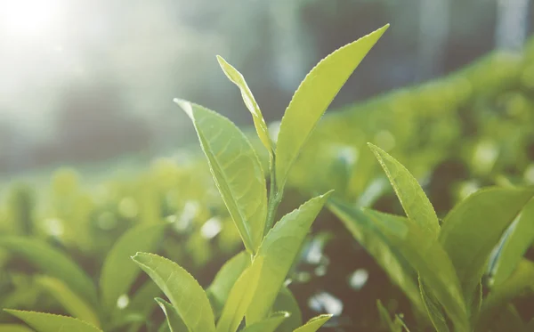 Folhas verdes em Sri Lanka — Fotografia de Stock