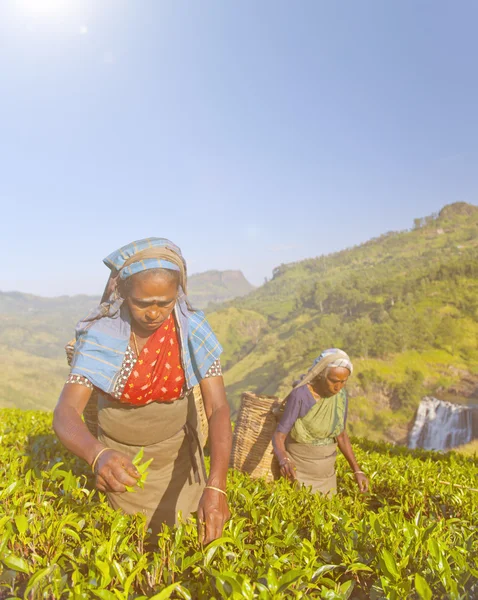 Two Tea Pickers Picking Leaves — Stock Photo, Image