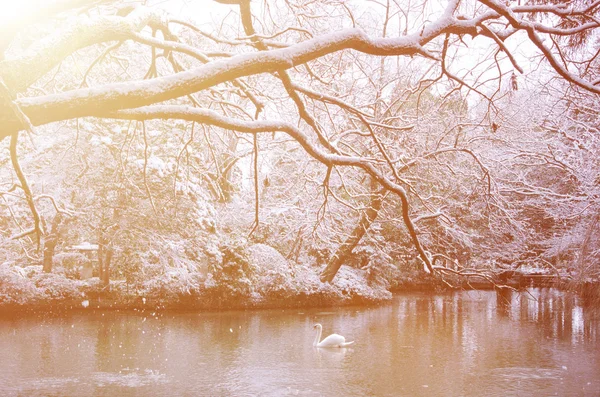 Cisne branco no lago — Fotografia de Stock