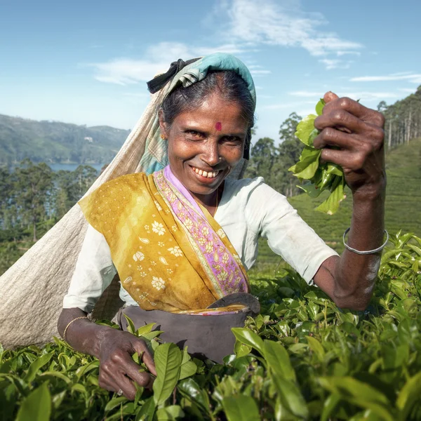 Wanita pemetik teh di Sri lanka — Stok Foto