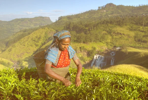 Donne raccoglitrici di tè in Sri Lanka — Foto Stock