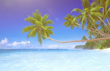 Tropikal Cennet plaj kavramı