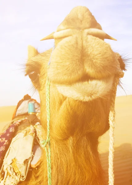Wielbłąd na pustyni thar — Zdjęcie stockowe
