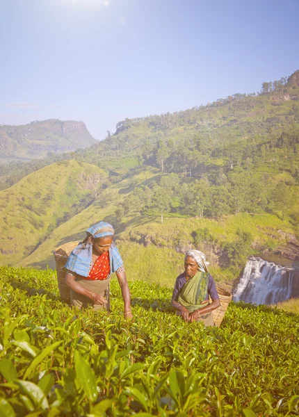 Two Tea Pickers Picking Leaves — Stock Photo, Image