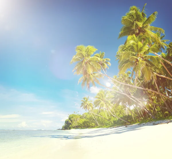 Tropikalnej plazy — Zdjęcie stockowe