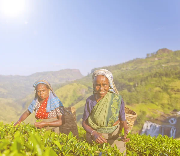 Two Tea Pickers Picking Leaves — Stock Photo, Image