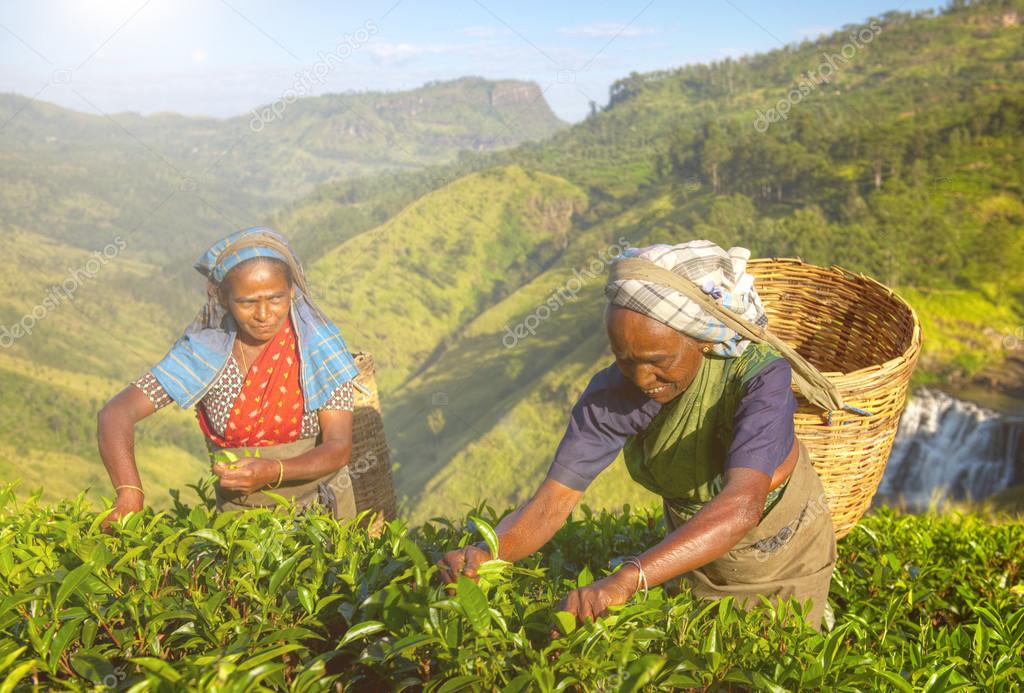 Two Tea Pickers Picking Leaves — Stock Photo © Rawpixel 111858828