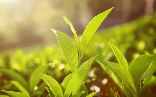 Zöld tea ültetvény él — Stock Fotó