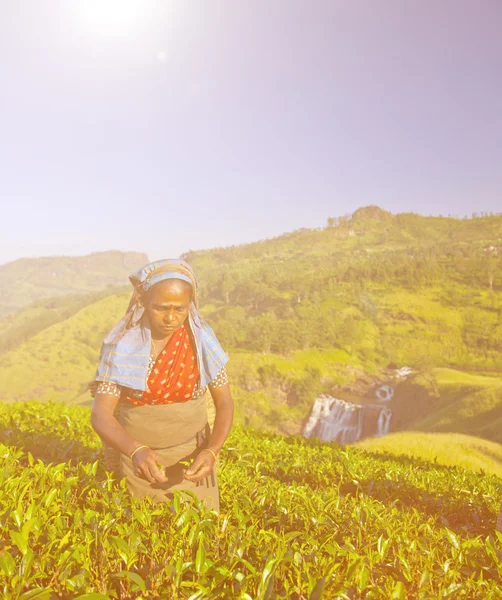 Teepflückerinnen in Sri Lanka — Stockfoto