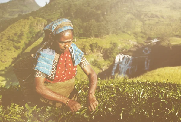 Teepflückerinnen in Sri Lanka — Stockfoto