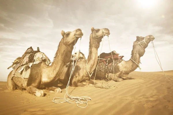 Camellos y desierto, cultura india — Foto de Stock