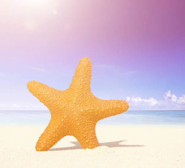 Estrella de mar en un concepto de playa tropical — Foto de Stock