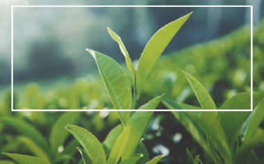 Green tea lives in plantation clipart