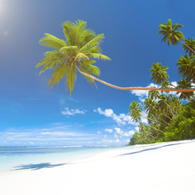 tropikal plaj manzarası