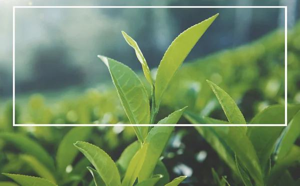 Chá verde vive em plantação — Fotografia de Stock