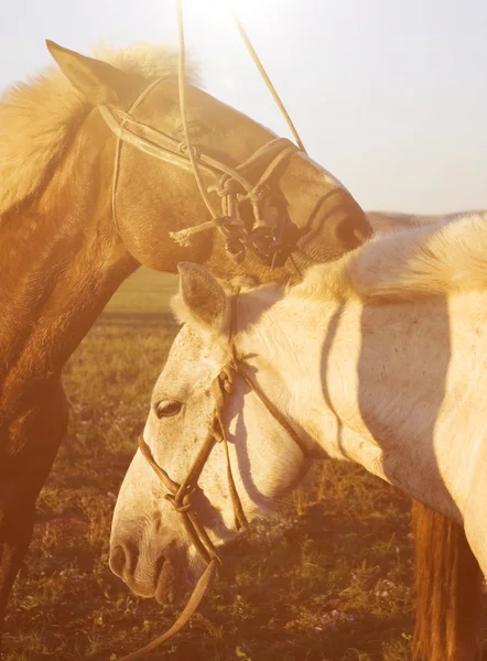Due cavalli in campo — Foto Stock
