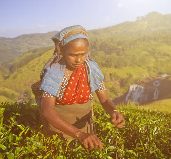Teepflückerinnen in Sri Lanka — Stockfoto