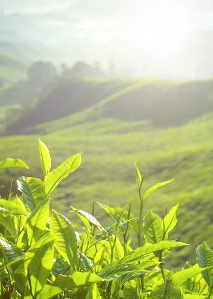 Folhas de chá frescas na plantação — Fotografia de Stock