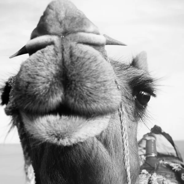 Camello feliz sonriendo en el desierto —  Fotos de Stock