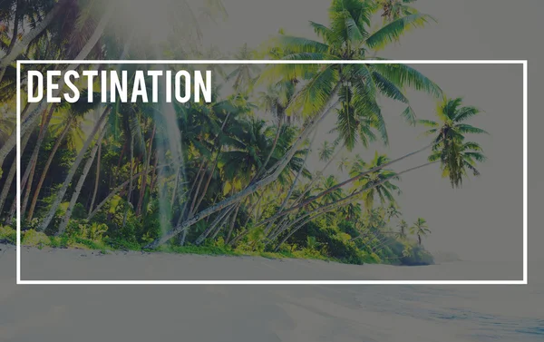 Groene palmen in zomer eiland — Stockfoto