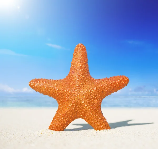 Starfish em uma praia tropical — Fotografia de Stock