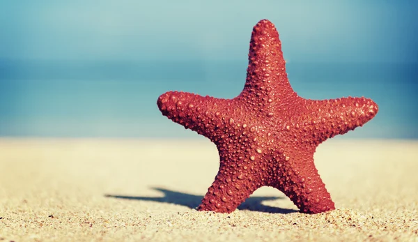 Red Starfish at Beach — Stock Photo, Image