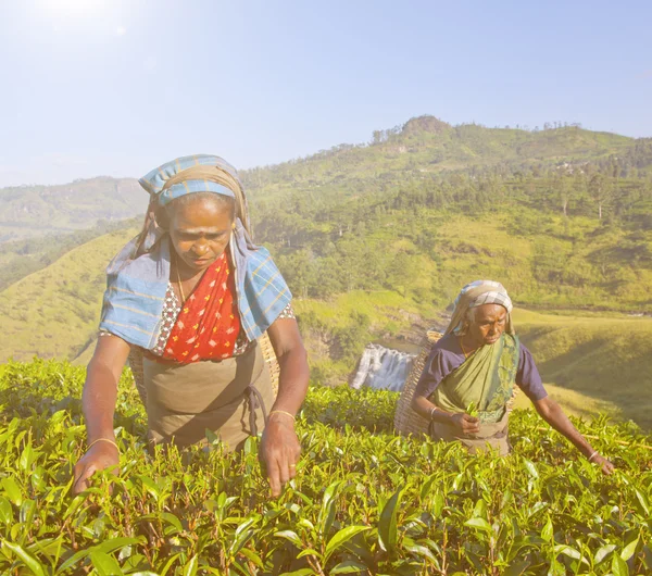 Group of happy tea pickers — Stock Photo, Image