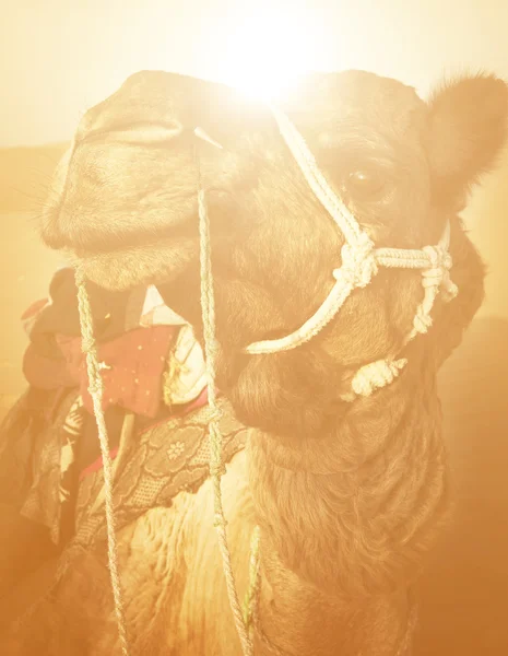 Camel in the Thar Desert — Stock Photo, Image