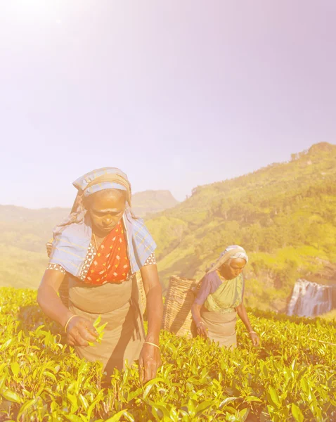 Two Tea Pickers Picking Leaves — Stock Photo, Image