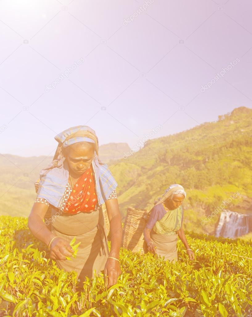 Two Tea Pickers Picking Leaves